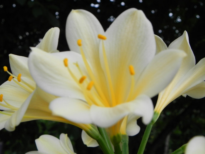  - CLIVIA