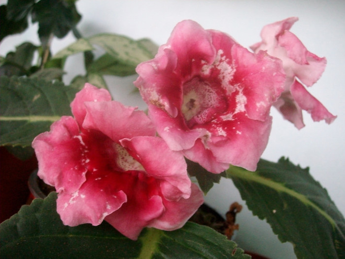 SANY9274 - Gloxinia -2012