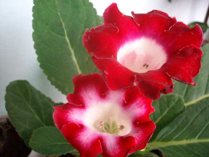 SANY9276 - Gloxinia -2012