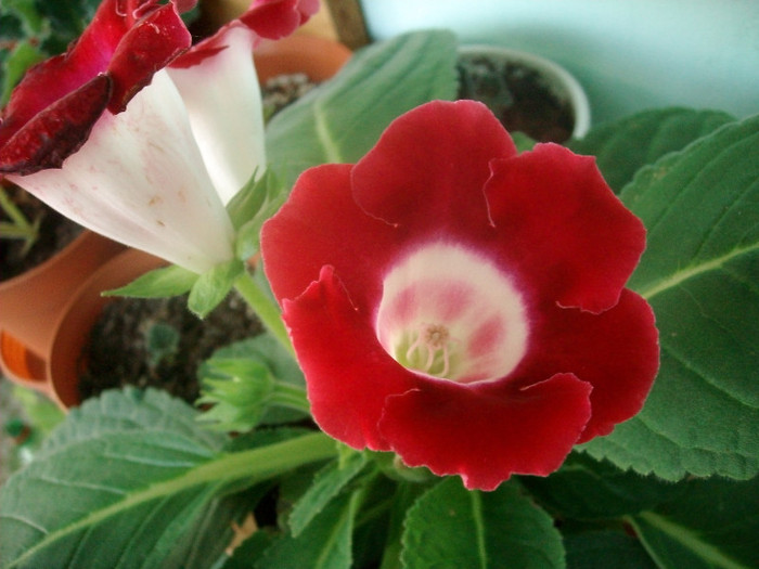 SANY9371 - Gloxinia -2012