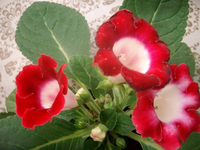 SANY9372 - Gloxinia -2012