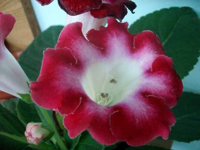 SANY9395 - Gloxinia -2012