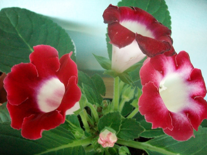 SANY9396 - Gloxinia -2012