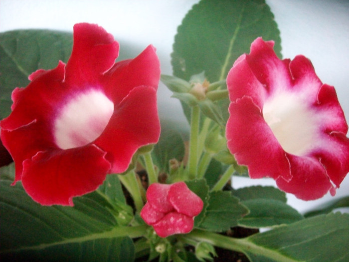 SANY9457 - Gloxinia -2012