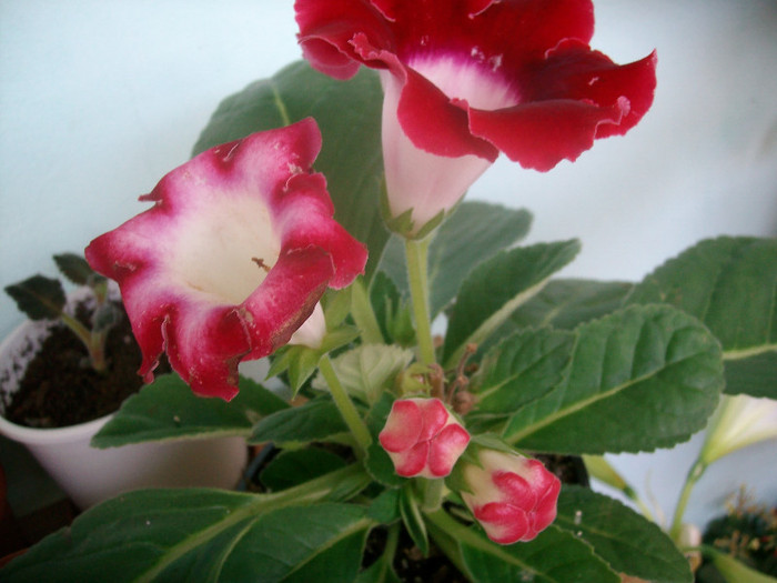 SANY9568 - Gloxinia -2012