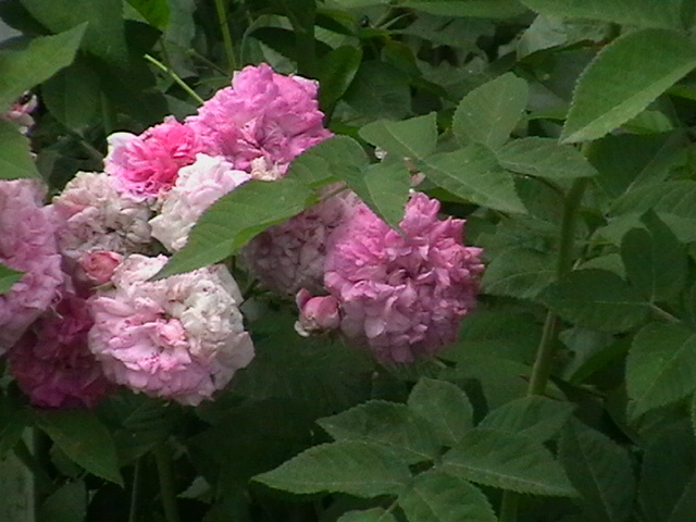 Pomisor devenit catarator