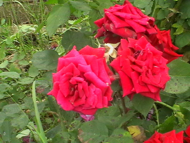 Floribunda - Trandafiri 2011