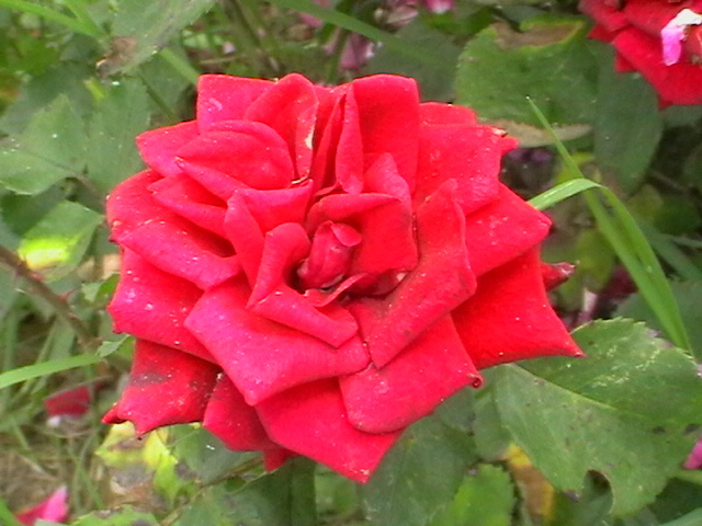 IMGA0137 - Trandafiri 2011