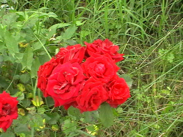 Floribunda 50 cm - Trandafiri 2011