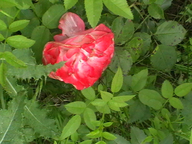 IMGA0144 - Trandafiri 2011