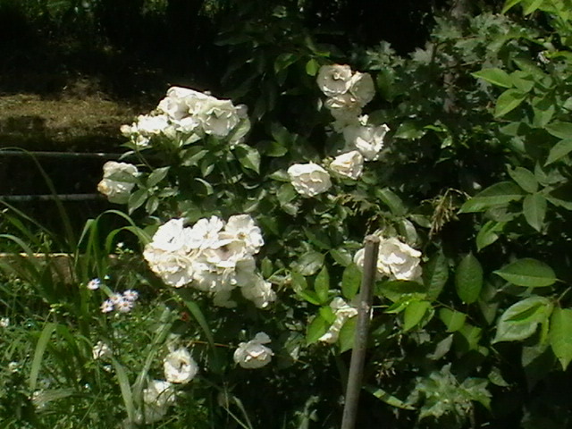 Schnewitchen - Trandafiri 2011