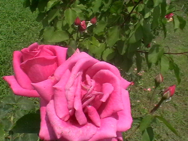 IMGA0196 - Trandafiri 2011