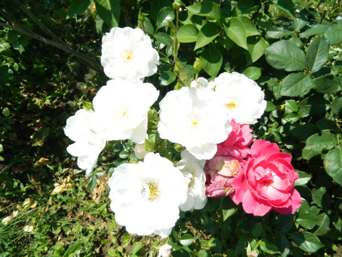 Hella 4 iunie 2012; Creatie Kordes,tufa cu flori rezistente
