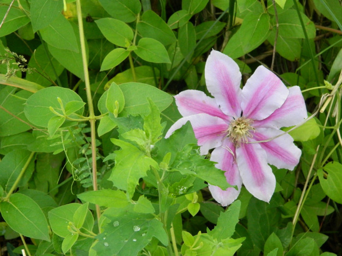 Clematita Dr Ruppel - Clematite 2012