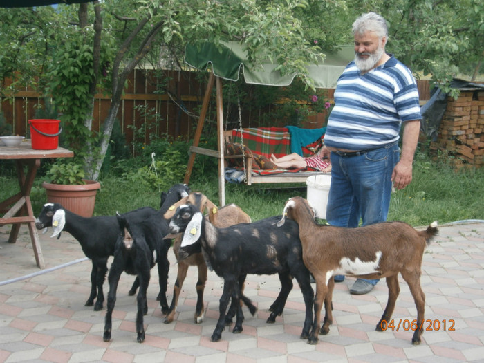 Ziege ist schon in rumanien - capre anglo nubiene fam Pruler