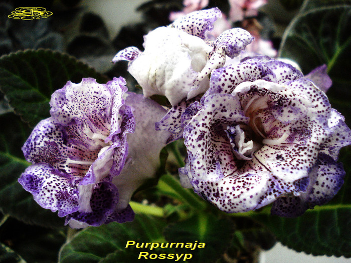 Purpurnaja Rossyp (5-06-2012)