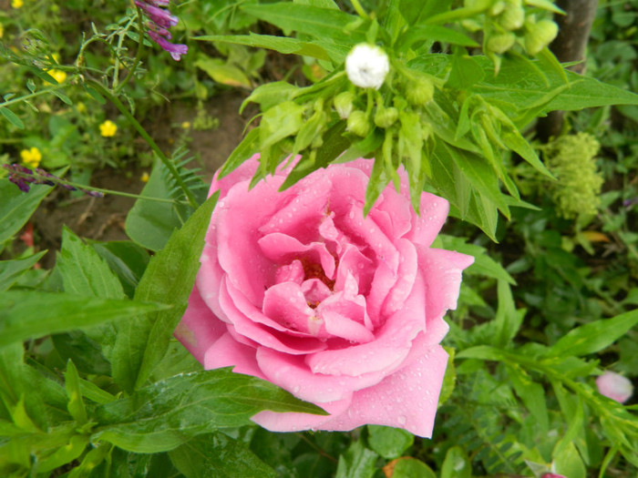 mai 2011