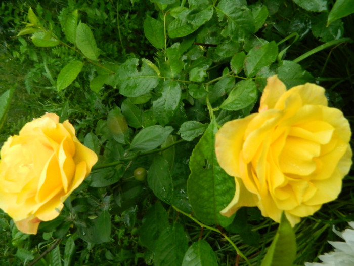 Friesia - Trandafiri 2011