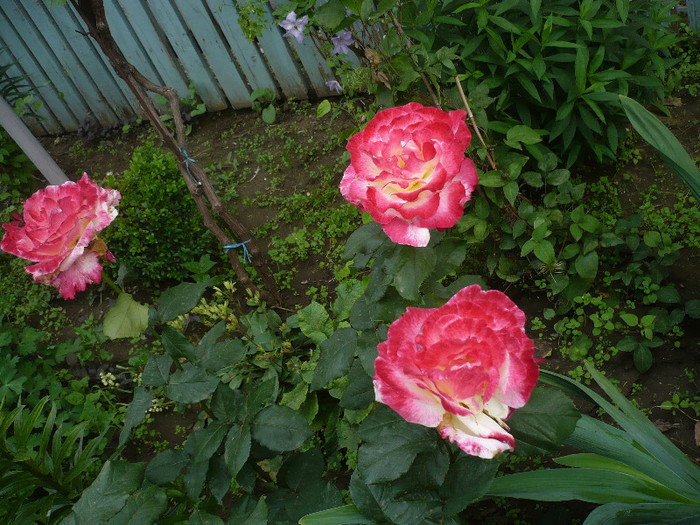 P1140418