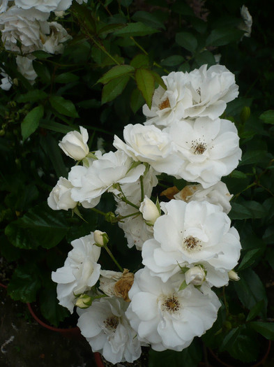 P1140423