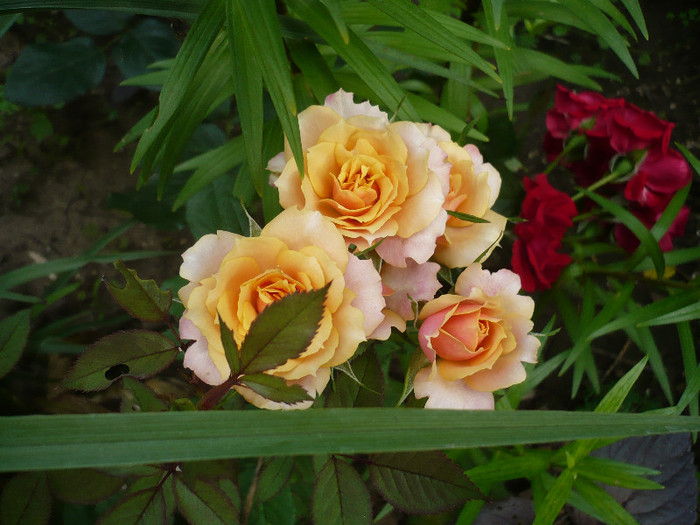 P1140424