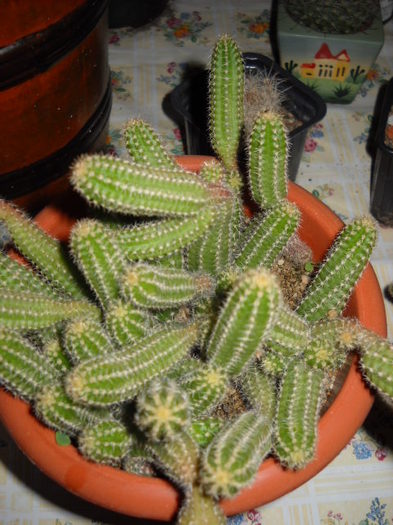 Chamaecereus silvestrii - Cactus  2012