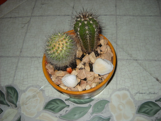  - Cactus  2012