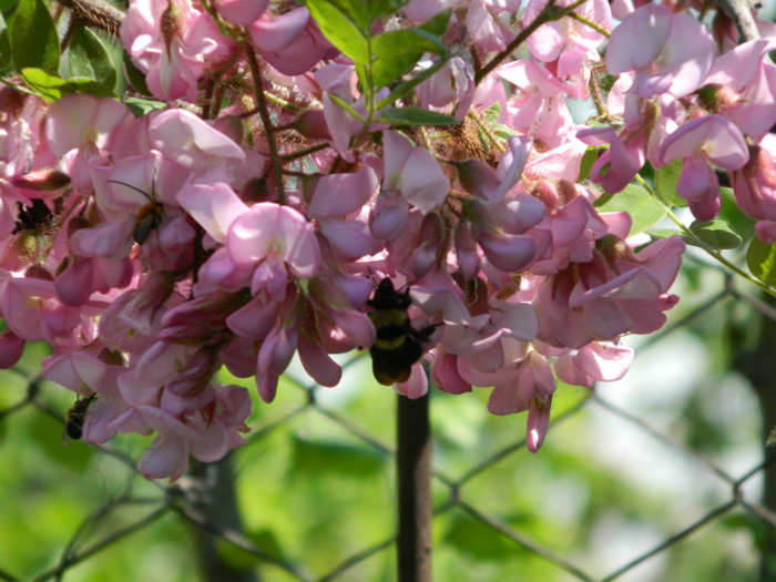 Salcam roz; Robinia Hispida
