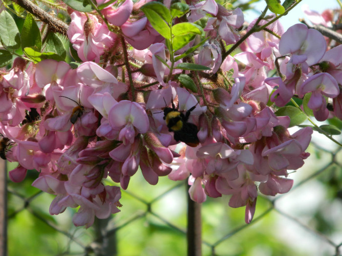 Robinia Hispida