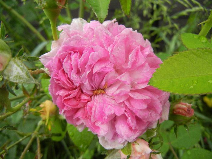 Pink-White Double Rose (2012, May 25) - Rose Double Pink White