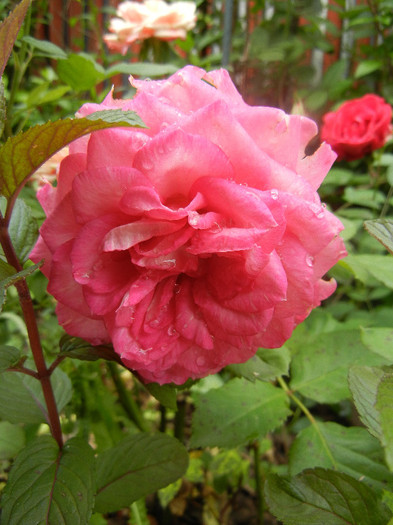 Pink Miniature Rose (2012, June 02) - Miniature Rose Pink