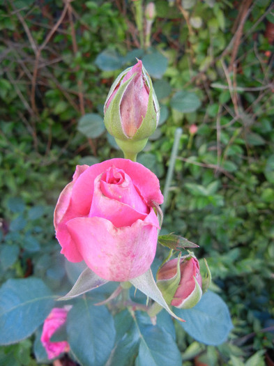 Rose Pink Peace (2012, May 30)