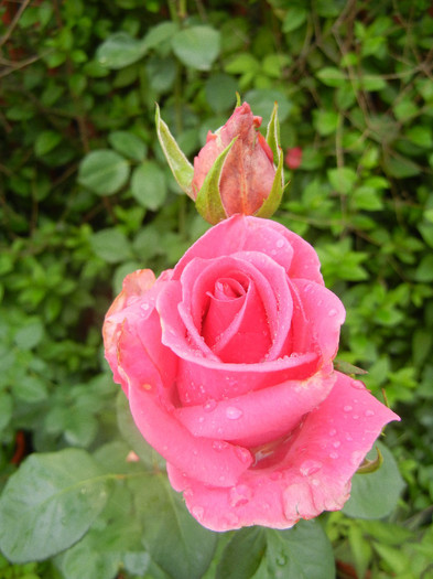 Rose Pink Peace (2012, June 02)