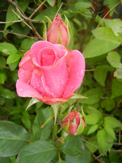 Rose Pink Peace (2012, June 02)
