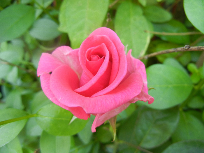 Rose Pink Peace (2012, June 04)