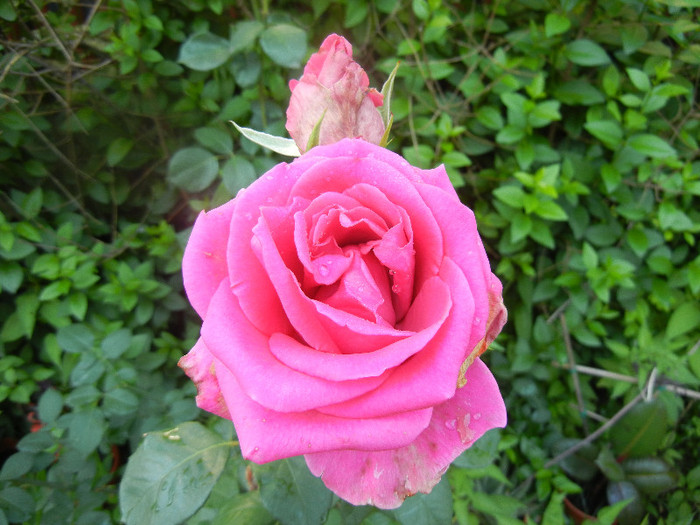 Rose Pink Peace (2012, June 04)