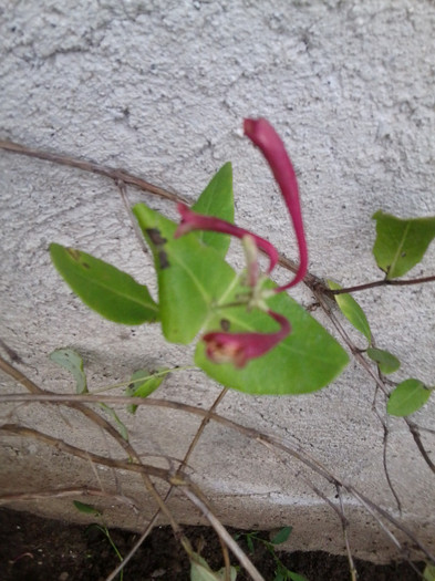 lonicera fuchsioides
