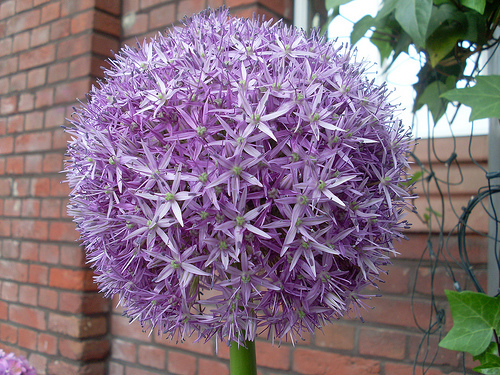 2580921551_fcdaae68d0