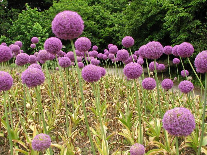 Allium_Giganteum_(4) - 1-Preferatel mele daca as avea casa cu gradina