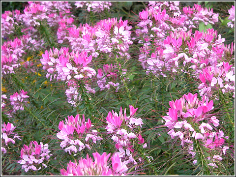 Cleome-hassleriana - 1-Preferatel mele daca as avea casa cu gradina