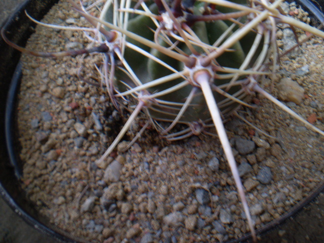 LOBIVIA VARIANS - ACHIZITII 2012