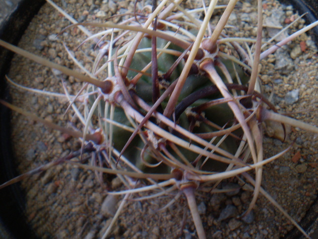 LOBIVIA VARIANS - ACHIZITII 2012