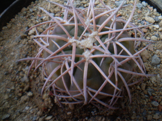 GYMNOCALYCIUM SPEGAZZINI V. PUNILLENSE - ACHIZITII 2012