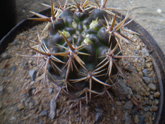 ERYOSICE KUNZEI - ACHIZITII 2012