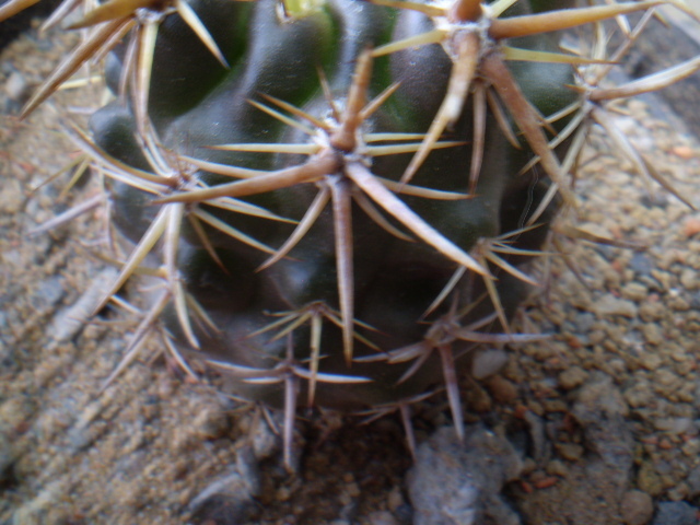 ERYOSICE KUNZEI - ACHIZITII 2012