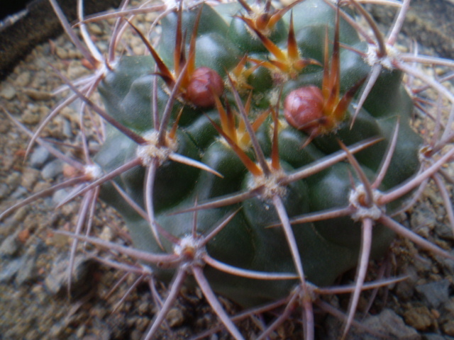 GYMNOCALYCIUM HORRIDISPINUM - ACHIZITII 2012