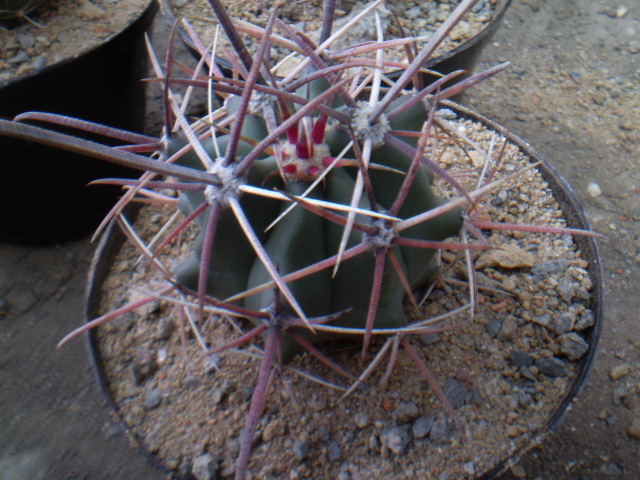 FEROCACTUS PENINSULAE