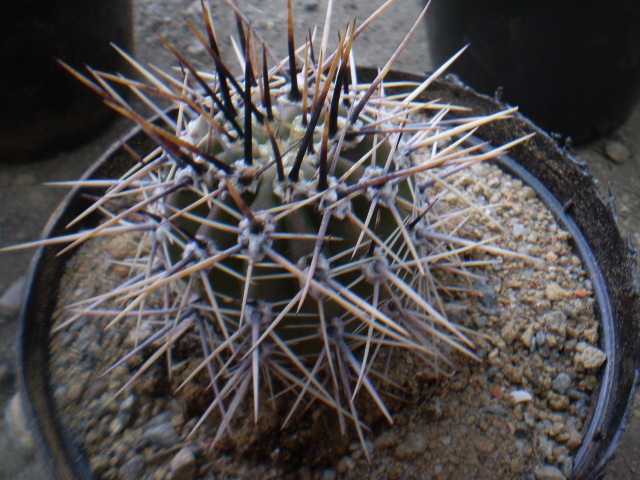 LOBIVIA AUREA VAR. FALLAX