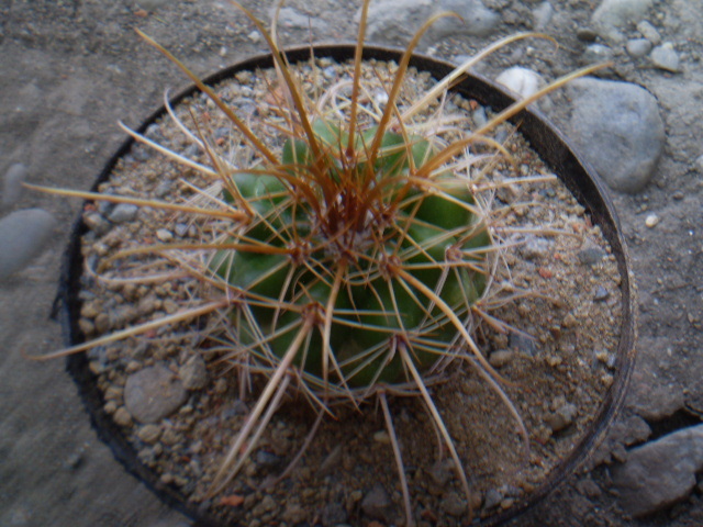 PARODIA SPLENDENS - ACHIZITII 2012
