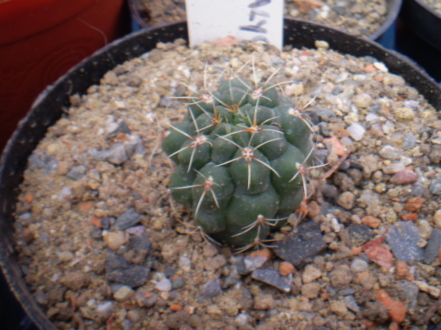 GYMNOCALYCIUM